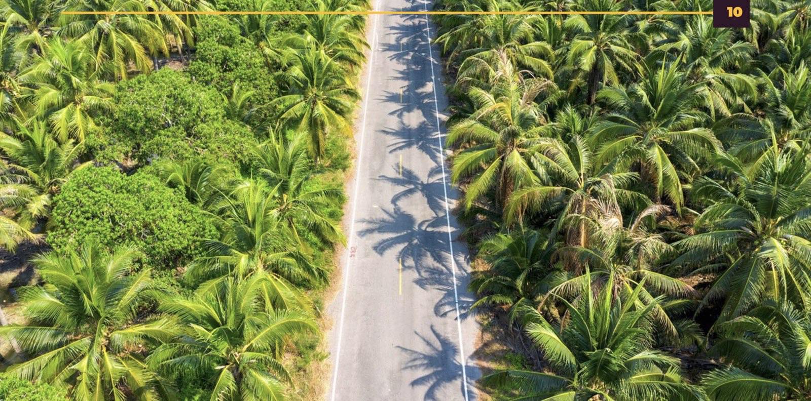 Rows of plantain on a managed farm