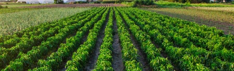 Farmland rows