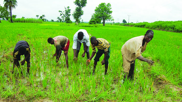 Investing in Agricultural Land: Opportunities and Challenges in Agricultural Real Estate Investments within the Nigerian Economy