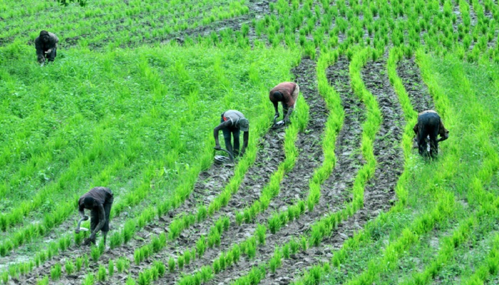 Investing in Agricultural Land: Opportunities and Challenges in Agricultural Real Estate Investments within the Nigerian Economy